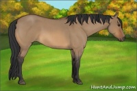 Horse Color:Bay Roan Dun