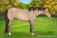 Horse Color:Amber Champagne Roan 