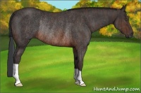 Horse Color:Brown Rabicano Brindle