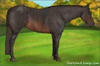 Horse Color:Brown Rabicano Brindle