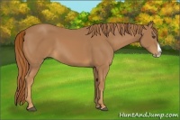 Horse Color:Chestnut Splash 