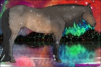 Horse Color:Buckskin Rabicano 