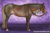 Horse Color:Liver Chestnut Sabino Splash Rabicano  Brindle