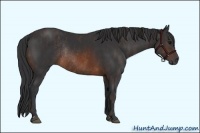 Horse Color:Brown Rabicano Brindle