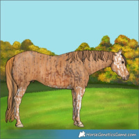 Horse Color:Brown Ice Splash  Brindle