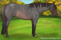 Horse Color:Brown Roan Rabicano  Brindle