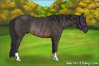 Horse Color:Brown Rabicano Brindle