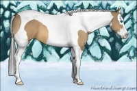 Horse Color:Buckskin Dun Splash Tobiano 
