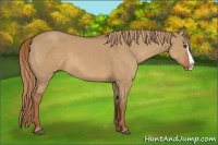 Horse Color:Red Dun Splash
