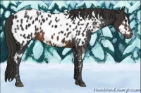 Horse Color:Brown Sabino Splash Tobiano Appaloosa Rabicano  Brindle