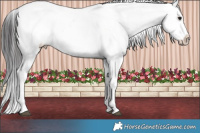 Horse Color:Buckskin Sabino Splash Frame Appaloosa Rabicano 