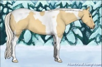 Horse Color:Silver Buckskin Dun Tobiano 
