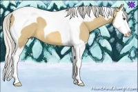 Horse Color:Silver Buckskin Dun Splash Tobiano