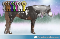 Horse Color:White Spotted Liver Chestnut Sabino