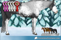 Horse Color:White Spotted Black Splash