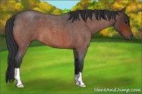 Horse Color:Bay Roan 