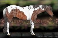 Horse Color:Bay Roan Tobiano Appaloosa