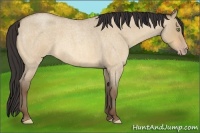 Horse Color:Amber Champagne Roan Dun