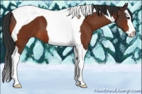 Horse Color:Bay Splash Tobiano
