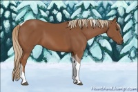 Horse Color:Chestnut Tobiano