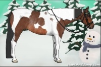 Horse Color:Bay Tobiano Rabicano 