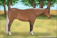 Horse Color:Silver Bay 