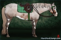 Horse Color:Liver Chestnut Sabino Splash Frame Varnish 