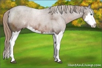 Horse Color:Liver Chestnut Sabino Splash Appaloosa 