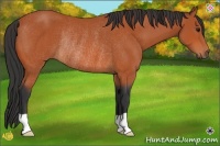 Horse Color:Bay Rabicano 