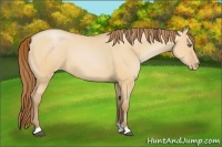 Horse Color:Bay Pearl Dun 