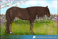 Horse Color:Liver Chestnut 