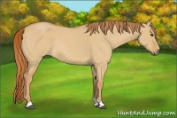 Horse Color:Red Dun Roan 