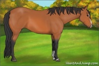 Horse Color:Bay Sabino