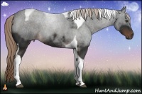 Horse Color:Liver Chestnut Sabino Tobiano 