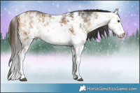 Horse Color:White Spotted Buckskin Sabino