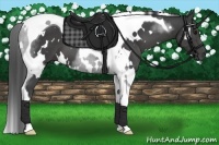 Horse Color:White Spotted Smoky Black Tobiano 