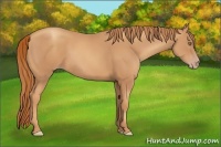 Horse Color:Gold Champagne Frame 
