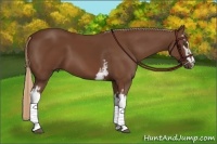 Horse Color:White Spotted Chestnut Sabino