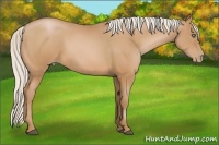 Horse Color:Silver Bay Pearl Frame