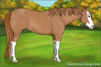 Horse Color:Chestnut Splash 