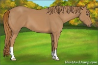Horse Color:Chestnut 