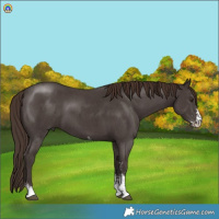 Horse Color:Liver Chestnut Sabino 