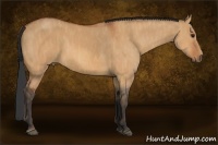 Horse Color:Bay Dun  Brindle