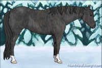 Horse Color:Black  Brindle