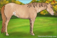 Horse Color:Gold Champagne Sabino  Brindle