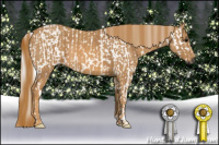 Horse Color:Gray Black Appaloosa  Brindle