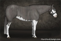 Horse Color:Blue Roan Sabino Splash Frame Brindle