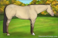 Horse Color:Amber Champagne Dun 