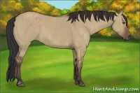 Horse Color:Bay Dun  Brindle