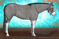 Horse Color:Grullo Roan Sabino 